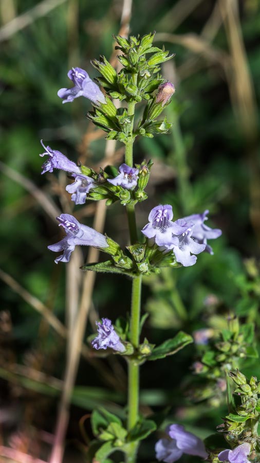Clinopodium (=Calamintha) nepeta / Mentuccia comune, Nepitella